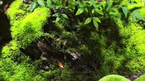 Water the plant