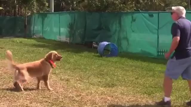 Best Dog Training Skills