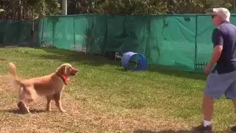 Best Dog Training Skills