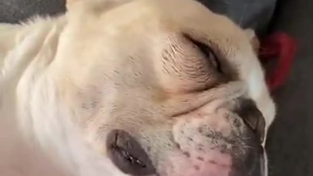 Cuute puppy snoring