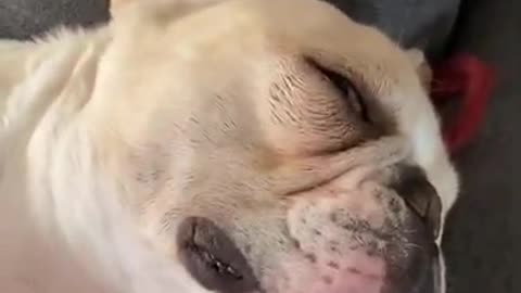 Cuute puppy snoring