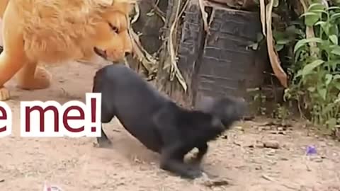 Dog Funny Lion and Tiger Prank