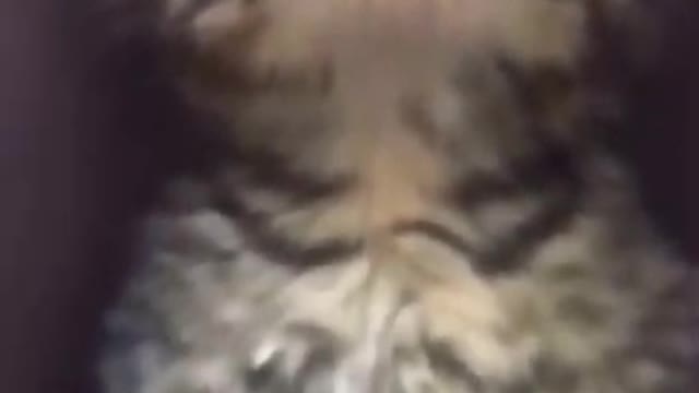 KUCING LUCU _ CUTE CAT #short #funny #shorts #video