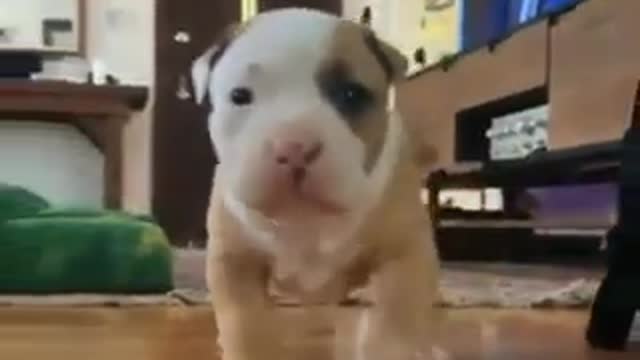 See this cute puppy