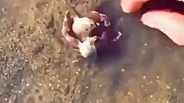 The crab protects his friend, from a human stalker, hugging his friend