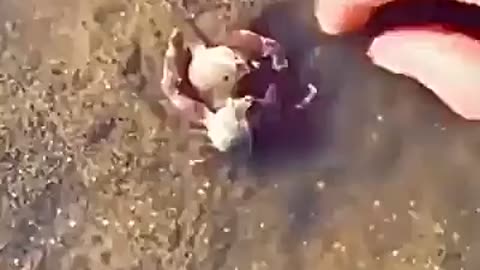 The crab protects his friend, from a human stalker, hugging his friend