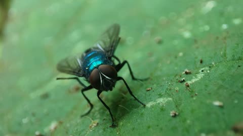 House Fly in relaxation mode