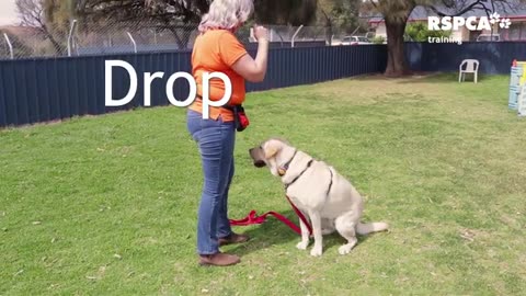 Dog training