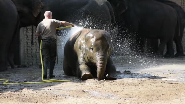 Baby elephant is like "ahh yes.." while getting washed