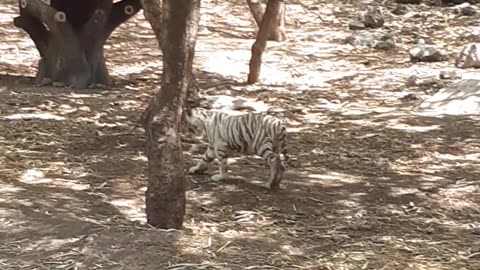 Tiger baby