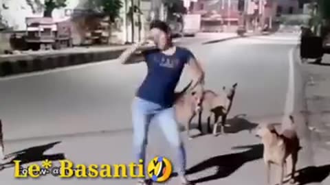 dogs dance with me on road