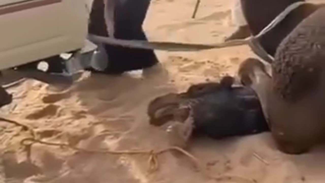 Camel Fight | How angry camel is fighting|Must watch