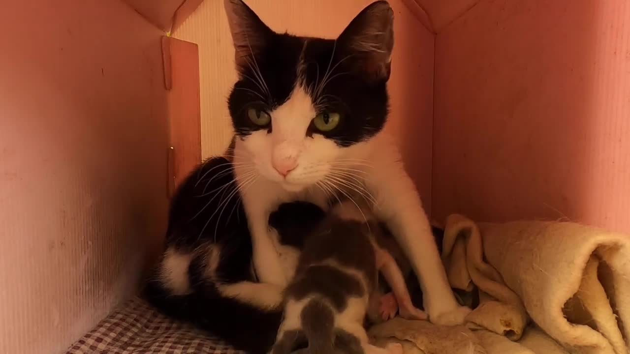 Hungry kittens meowing loudly for food