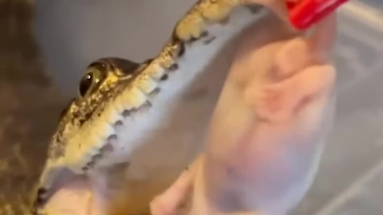 feeding baby crocodiles