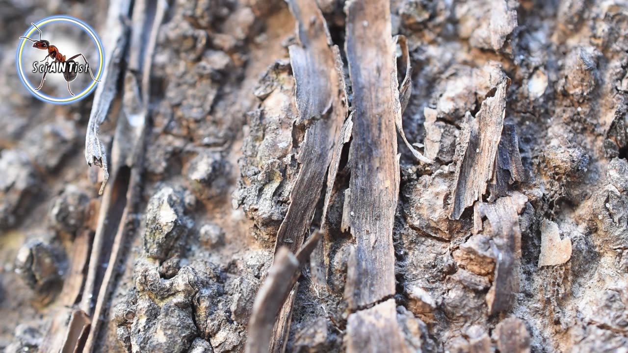 Old wood "vessel", filled with ants - 1/4