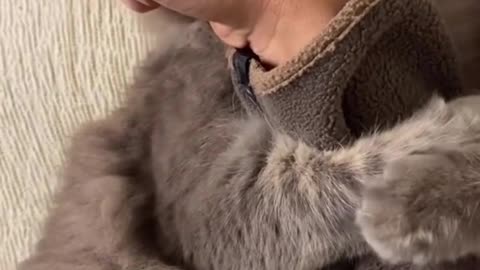 Cute Cats & Funny Cats 😍😍😅😅 #shorts #cats #viral #mmvcats