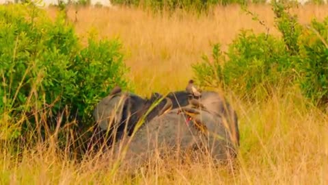 Caught on Camera | The Lion Brothers’ Incredible Life Story