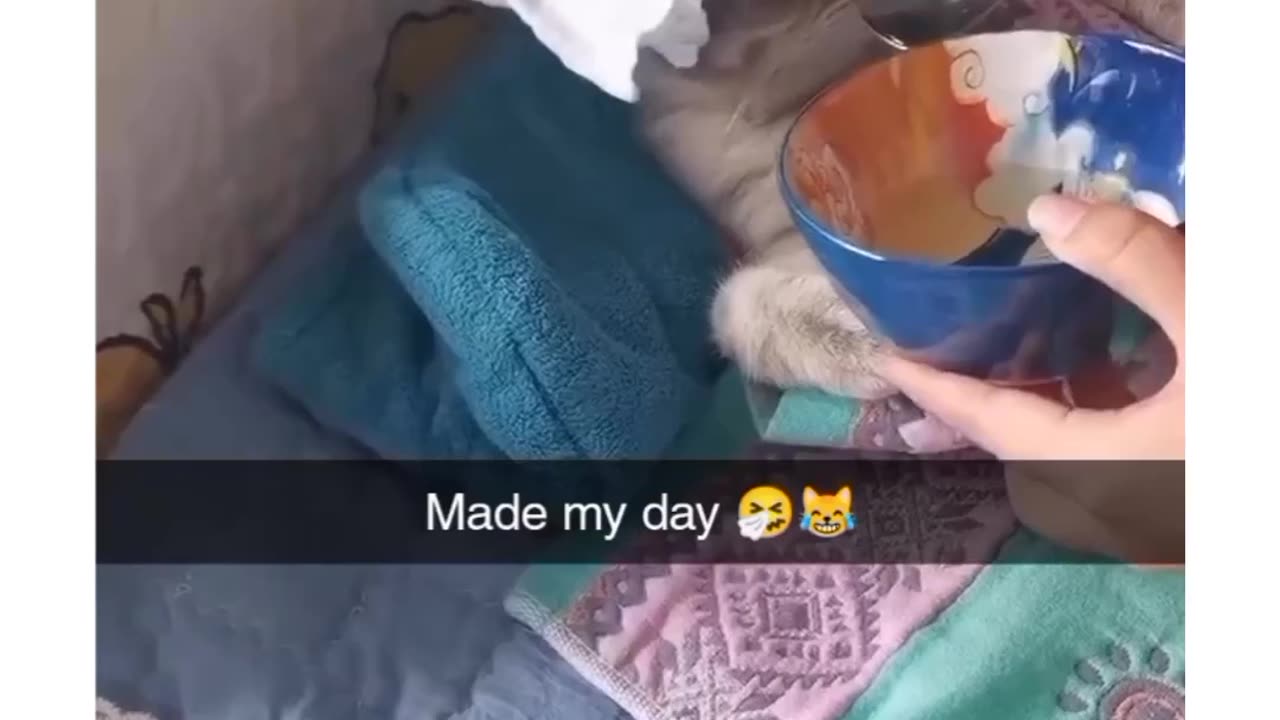 This Sick Cat make Funny Moments