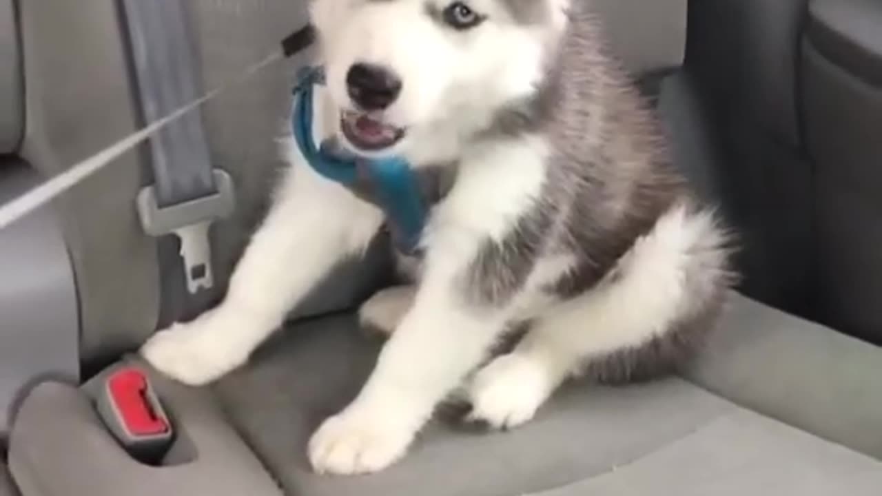 Husky 🐕