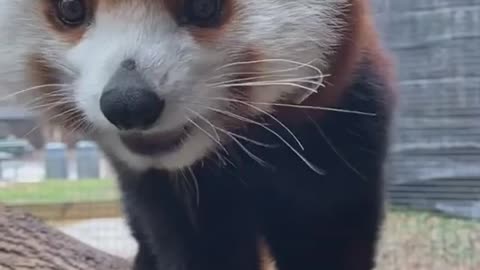 Cute baby fox 🦊
