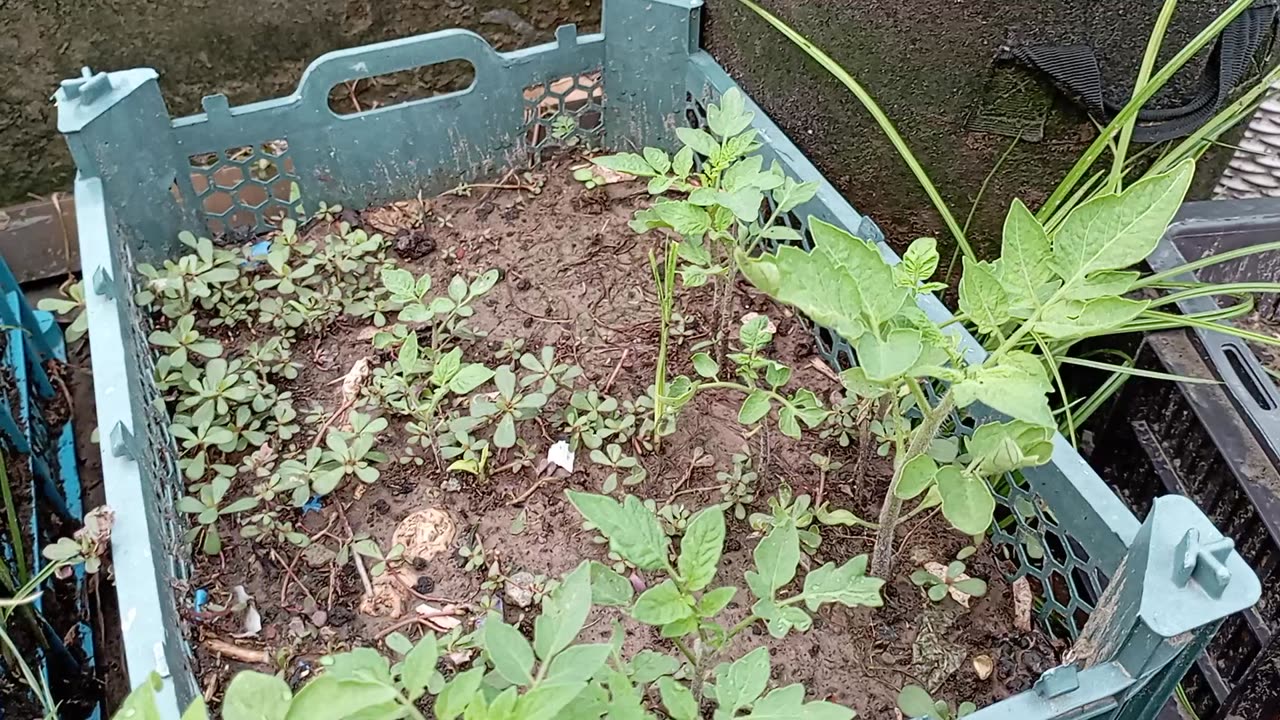 Transplant tomato