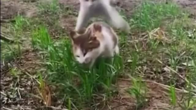 Hilarious animal moments 🤣🤣