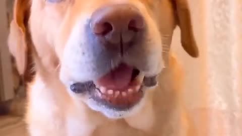 viral videos dog