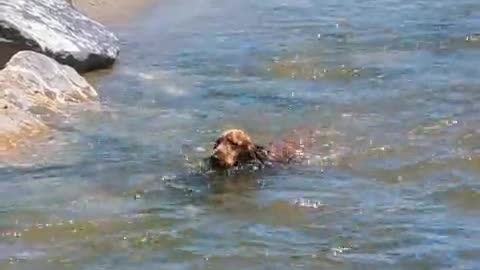 Big dog rescues friend struggling to swim upstream