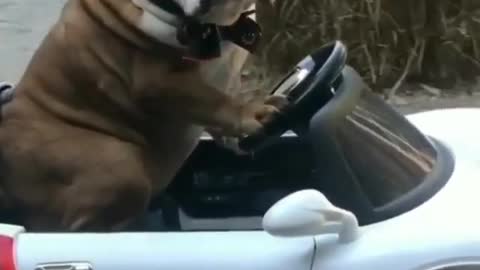 A dog who drives a small car skillfully