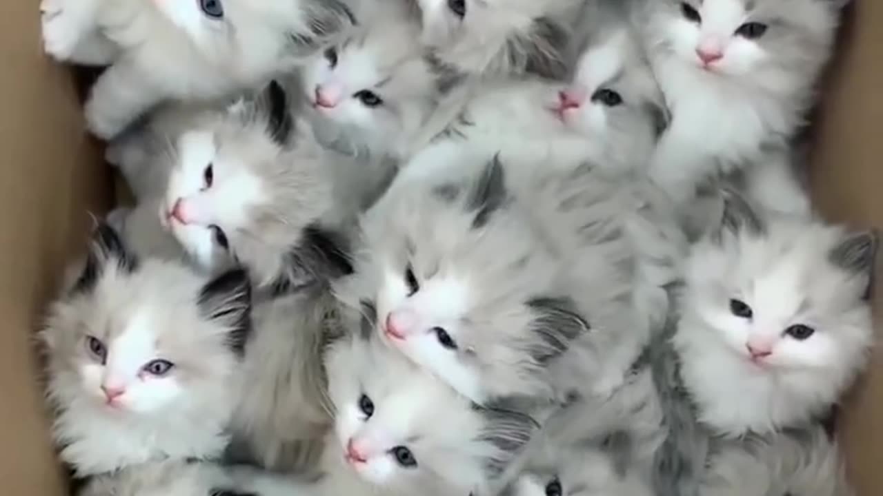 Cute cats Group 😍😍