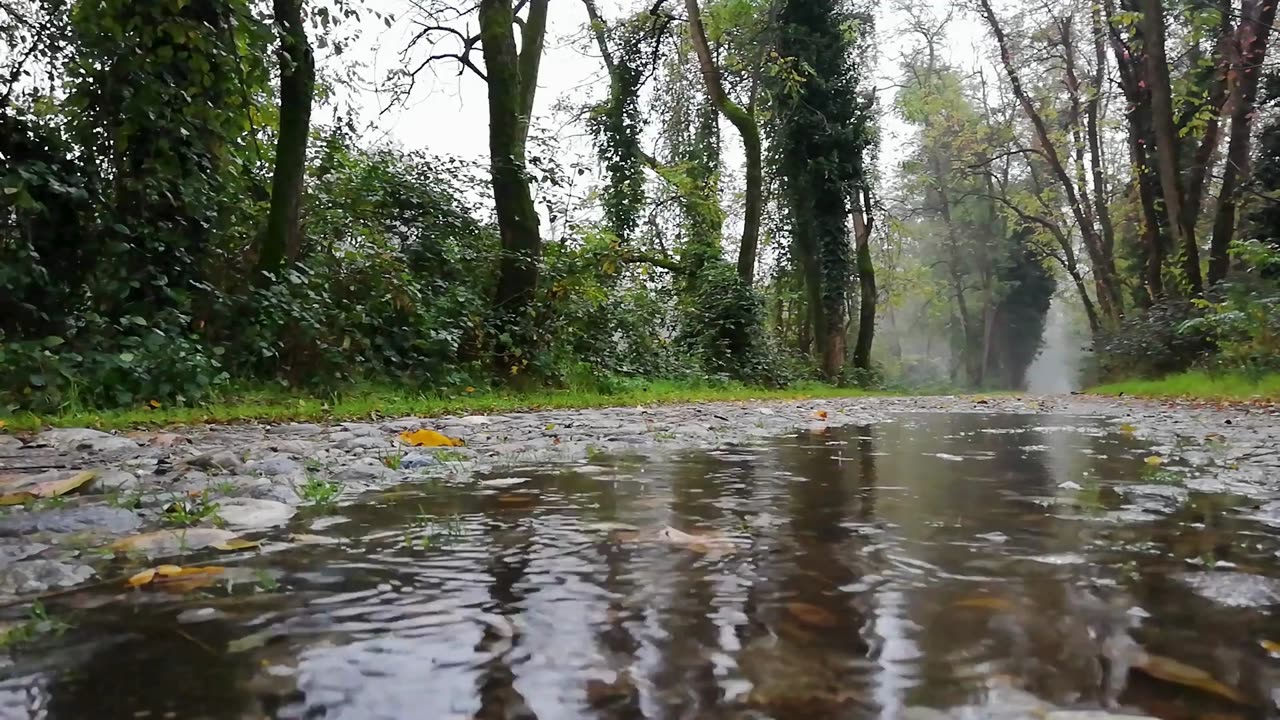 Rain ASMR with Thunder I Feel the Rainy Day I ASMR with Nature