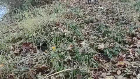 Beaver eaten cherry tree