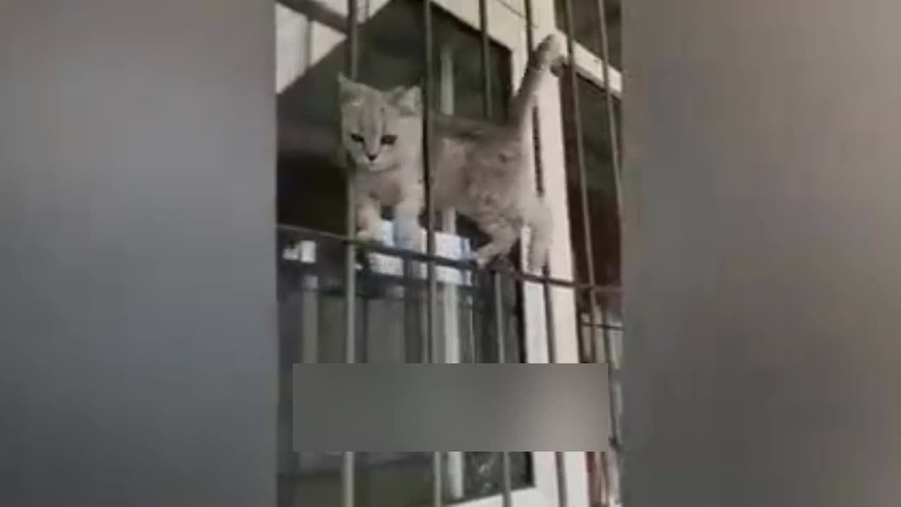 video of funny cats videos 😹😹