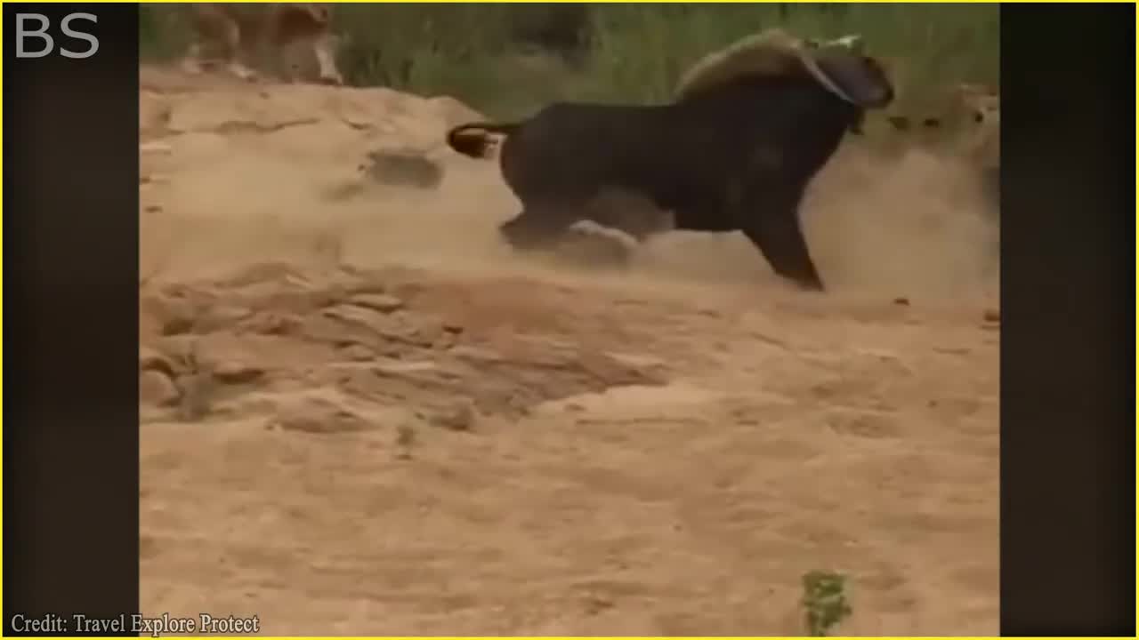 The Greatest Fights In The Animal Kingdom | Lion VS Buffalo