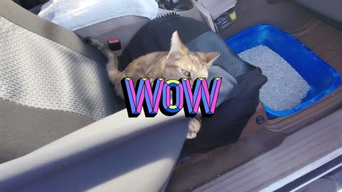 Precious Pussycat Show: Feisty Cat