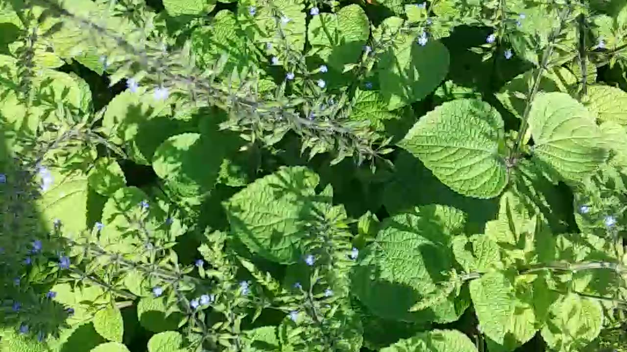 Beautiful bee on flowers.