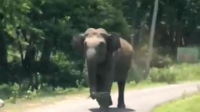 Elephant chasing car