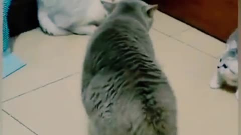 Funny cats | Shorts