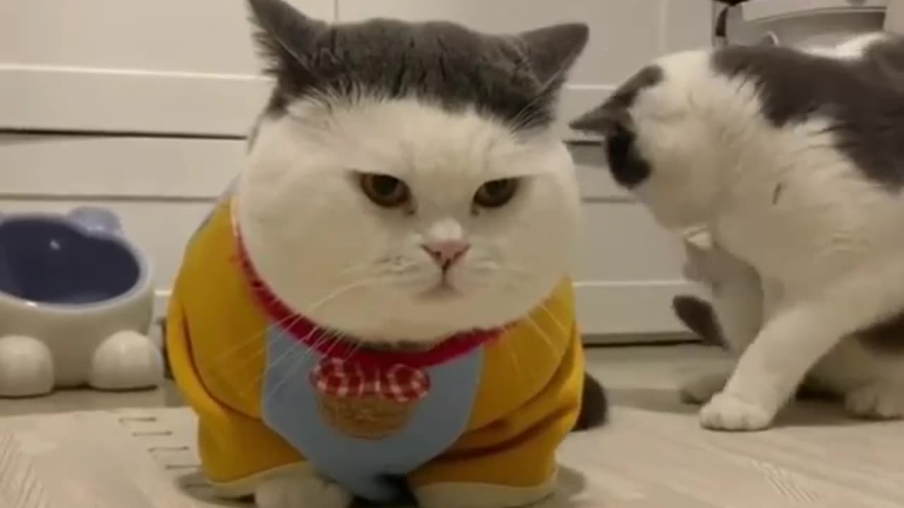 Funny cute cats & there reaction.