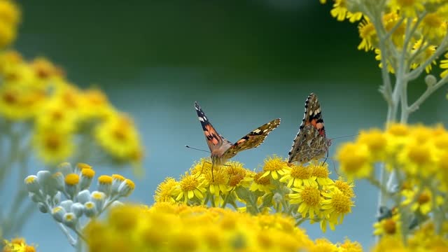 beautiful butterfly