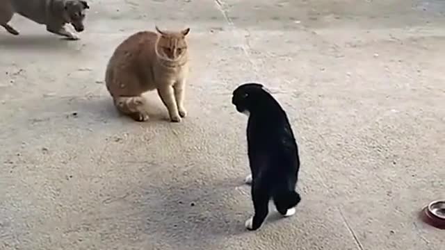 There is a reason why cats don't play with dogs