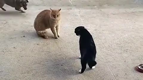 There is a reason why cats don't play with dogs