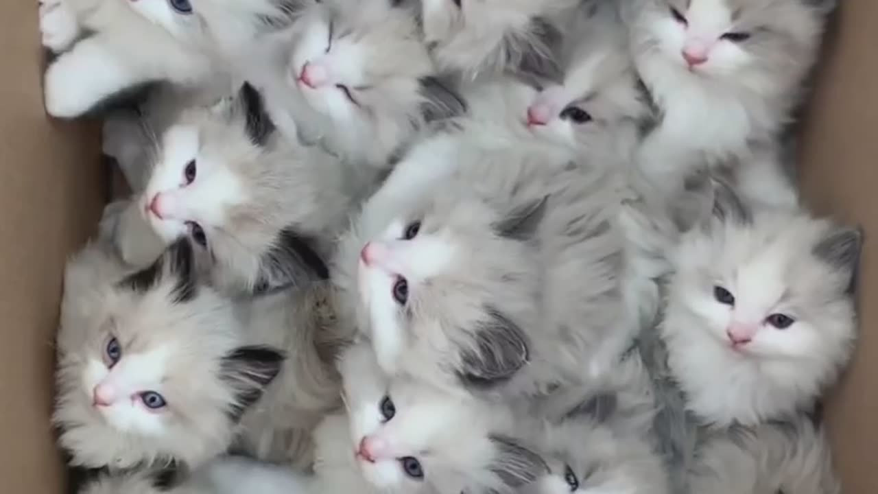 Box of cutest happy kittens