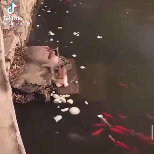 Cat catch fish 🐠