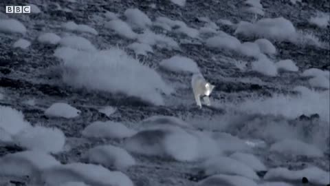 Wild Puma Plays like a Kitten | The Dark: Nature's Nighttime World | BBC Earth