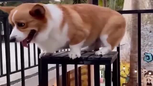 The Bitter Brain of the Short Legged Corgi Dog