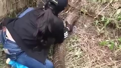 In a terrifying situation, a little genius catches a four-meter long king cobra