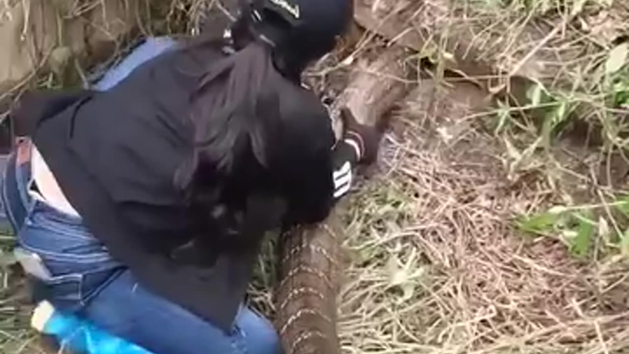 In a terrifying situation, a little genius catches a four-meter long king cobra