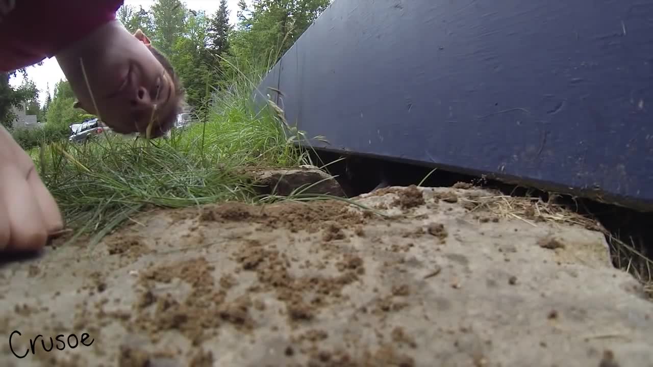 Dachshund Stuck Under Deck - Mum Almost Finds Out!