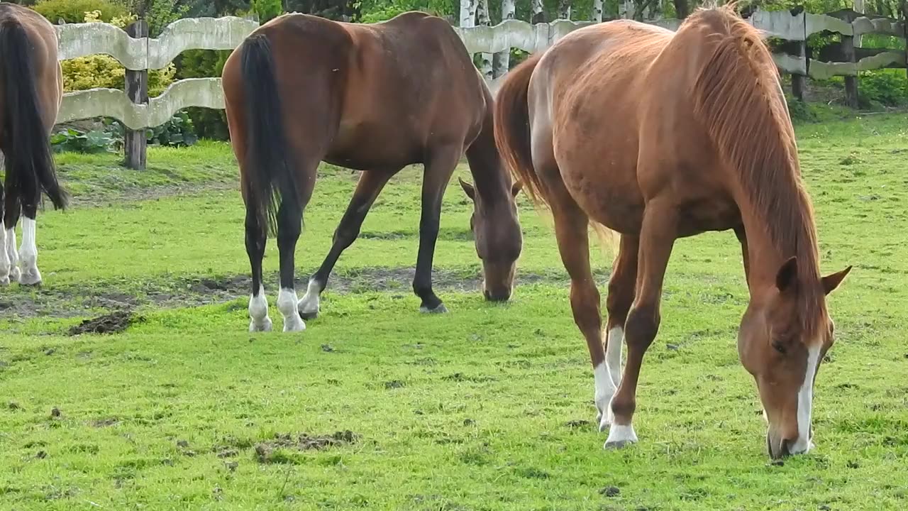 Horses Grazing